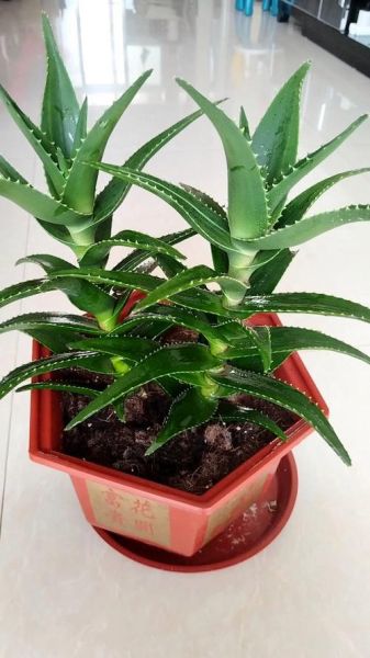 种植芦荟赚钱吗_芦荟种植前景怎么样