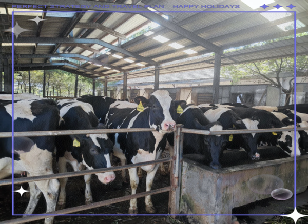 奶牛养殖利润怎么样_奶牛场选址注意事项