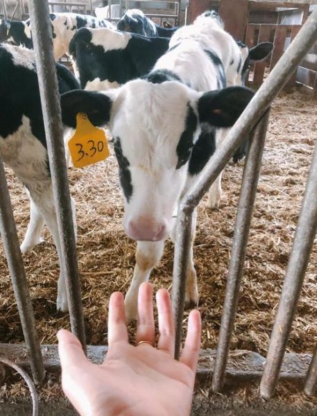 奶牛养殖利润怎么样_奶牛场选址注意事项