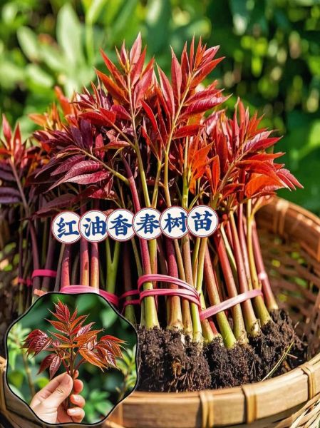 香椿种植前景怎么样_香椿种植赚钱吗