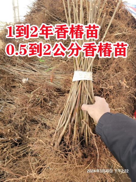 香椿种植前景怎么样_香椿种植赚钱吗