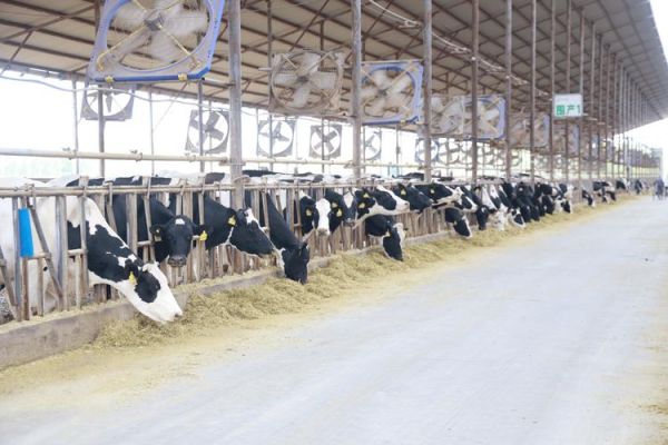 畜禽养殖行业前景怎么样_如何降低养殖成本