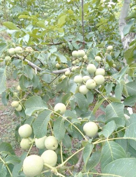 核桃种植前景如何_核桃市场前景怎么样