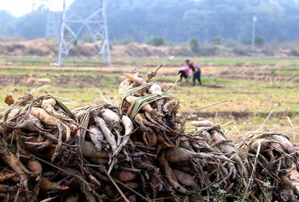 莲藕种植前景怎么样_莲藕市场销路好吗
