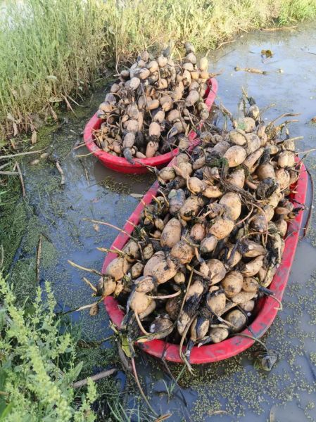 莲藕种植前景怎么样_莲藕市场销路好吗