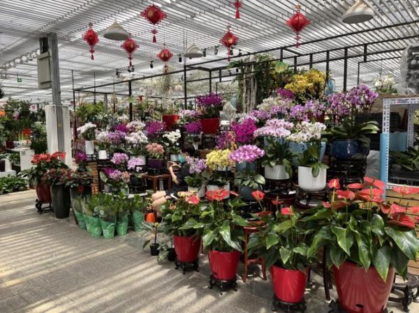 花卉产业前景如何_花卉行业赚钱吗
