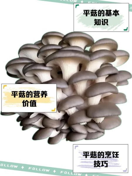 平菇种植前景怎么样_平菇市场利润大吗