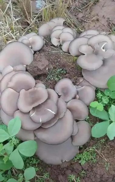 平菇种植前景怎么样_平菇市场利润大吗