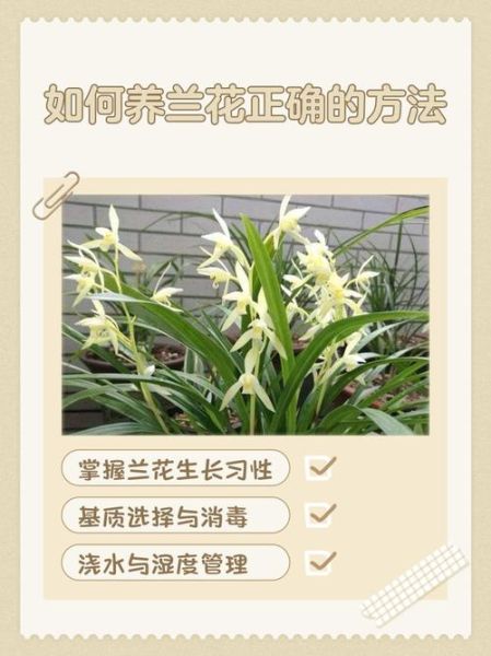 兰花前景怎么样_新手养兰花赚钱吗