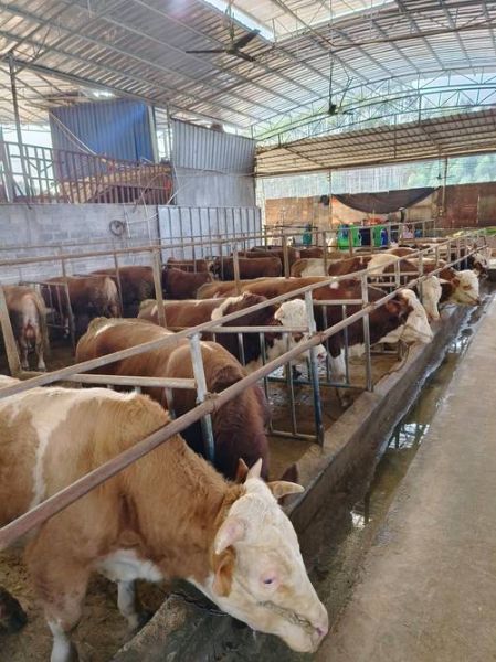 畜牧养殖行业前景怎么样_2024年还能赚钱吗