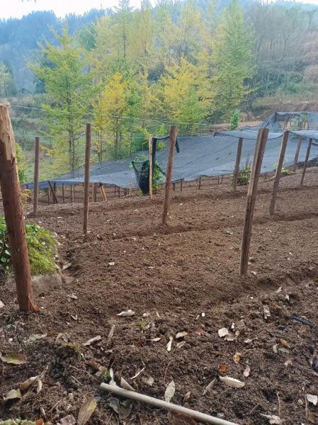 种黄连前景怎么样_2024年种黄连赚钱吗