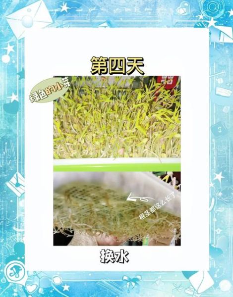 豆芽种植前景怎么样_2024年豆芽市场行情分析