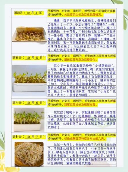 豆芽种植前景怎么样_2024年豆芽市场行情分析
