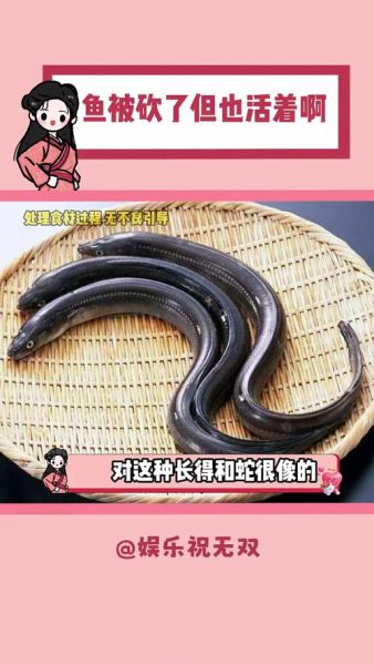 鳗鲡养殖赚钱吗_鳗鲡市场前景如何