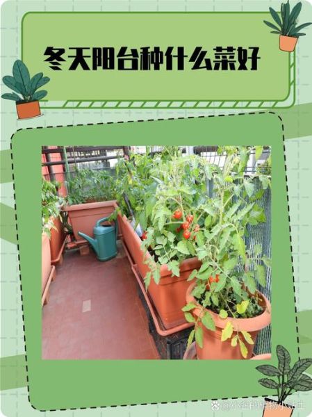 适合新手的高收益蔬菜种植项目_家庭阳台种菜怎么提高产量