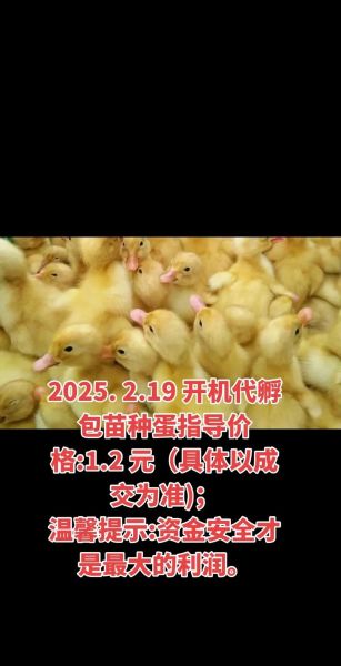 种蛋价格波动原因_如何降低种蛋行业风险