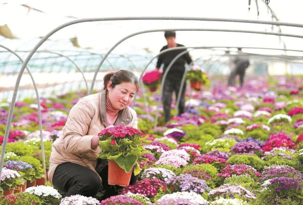 花卉行业发展前景_花卉种植赚钱吗