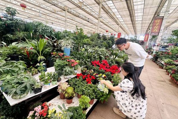 花卉行业发展前景_花卉种植赚钱吗