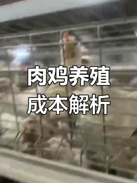 肉鸡养殖成本怎么算_养肉鸡赚钱吗