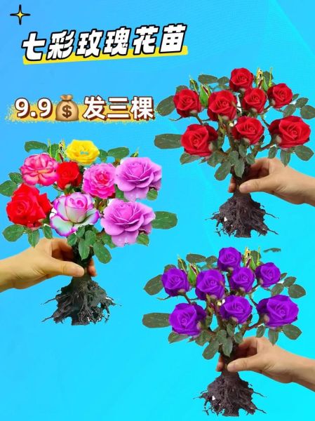 2016玫瑰花种植前景怎么样_玫瑰花种植赚钱吗