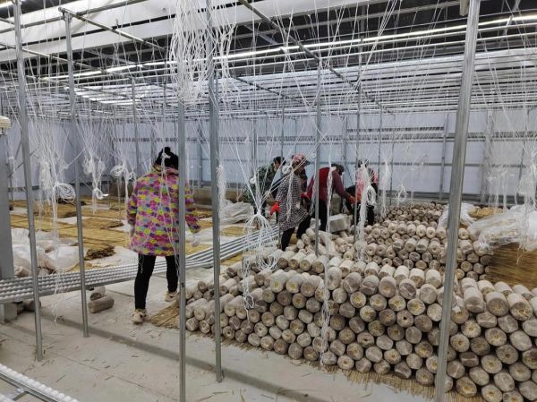 木耳种植赚钱吗_2024年木耳价格走势