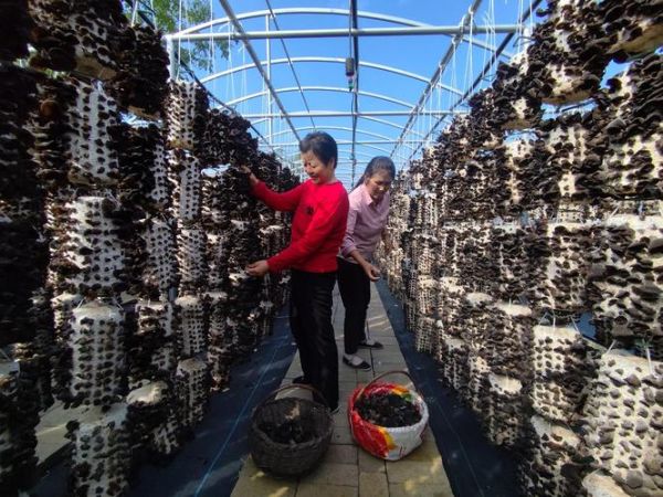 木耳种植赚钱吗_2024年木耳价格走势