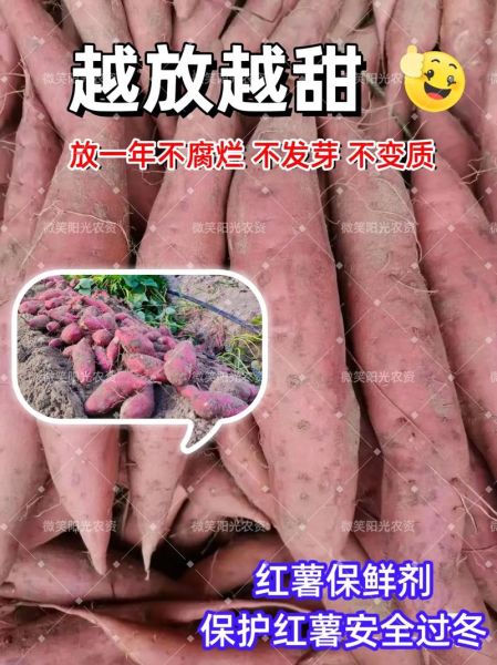 地瓜怎么保存不发芽_地瓜批发价格多少钱一斤