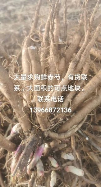 赤芍种植前景怎么样_赤芍一亩利润有多少