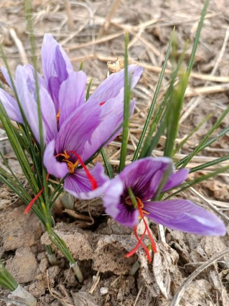 藏红花前景怎么样_藏红花种植赚钱吗