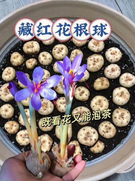 藏红花前景怎么样_藏红花种植赚钱吗