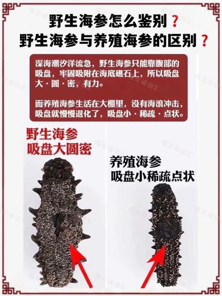 海参前景怎么样_海参行业值得投资吗