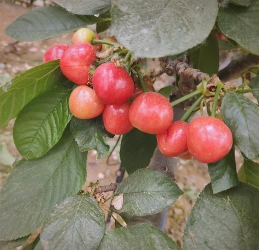 水果种植前景怎么样_适合新手种什么水果