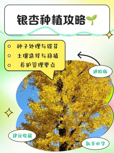 银杏树种植赚钱吗_银杏叶提取物市场前景