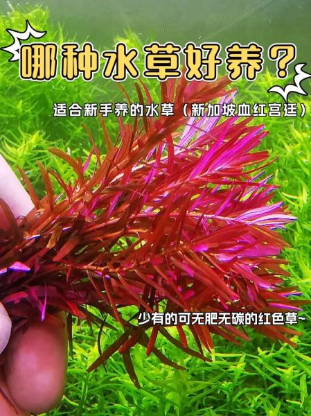 红色前景草怎么养_红色水草变绿怎么办