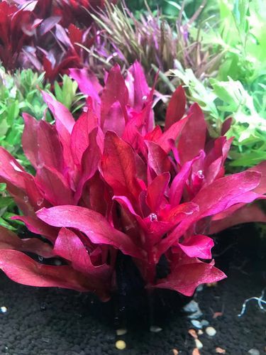 红色前景草怎么养_红色水草变绿怎么办