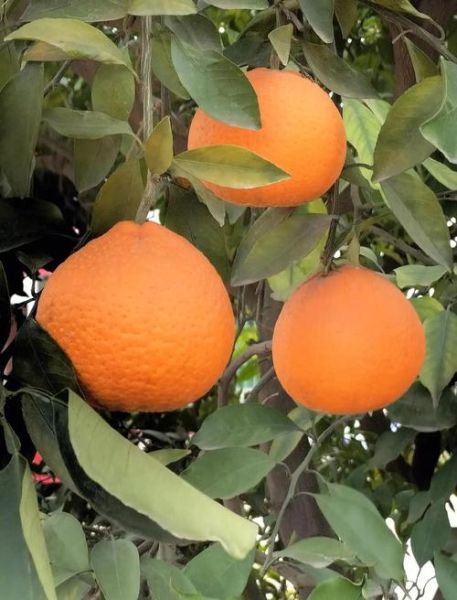 柑桔发展前景怎么样_未来五年种植赚钱吗