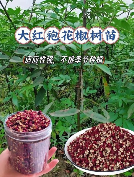 花椒市场前景如何_2024年花椒种植赚钱吗