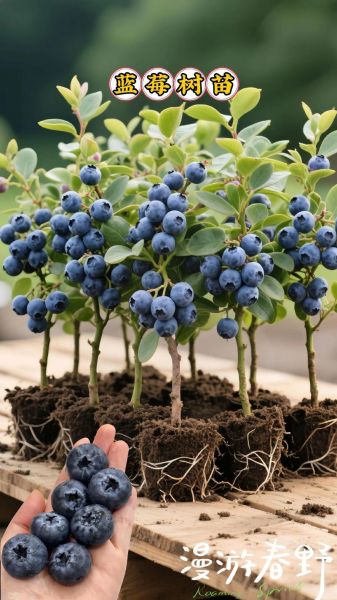 蓝莓种植赚钱吗_蓝莓市场前景如何