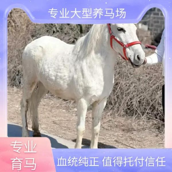 马匹价格多少钱一匹_如何挑选优质马匹