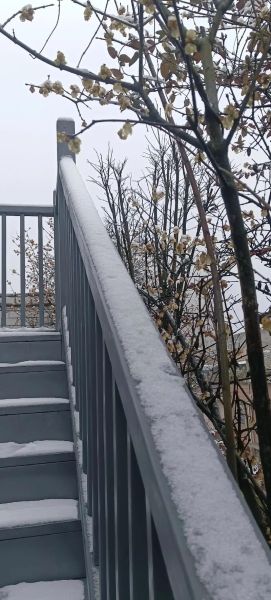 红梅的前景怎么样_红梅种植前景如何