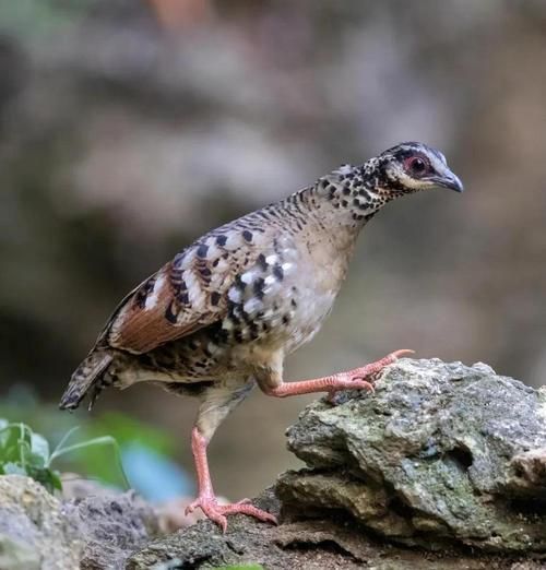 鹧鸪养殖赚钱吗_鹧鸪市场前景如何