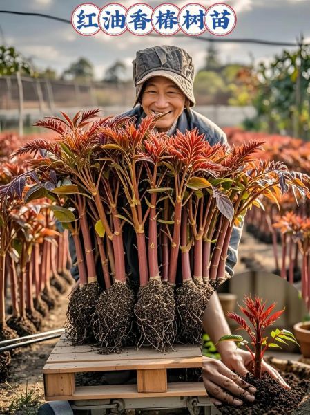 香椿树种植前景如何_香椿树几年能结果