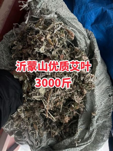 艾叶种植前景怎么样_艾叶加工利润高吗