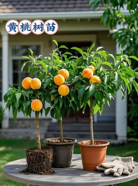 黄桃种植前景怎么样_黄桃市场销路好吗