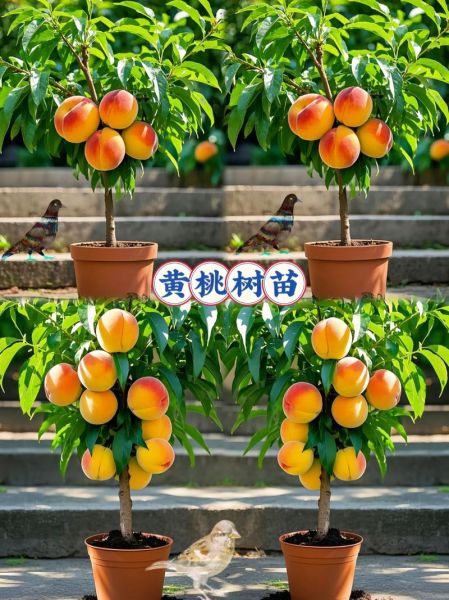 黄桃种植前景怎么样_黄桃市场销路好吗