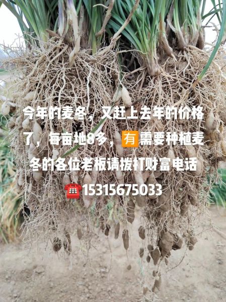 麦冬种植前景怎么样_麦冬市场未来五年价格走势