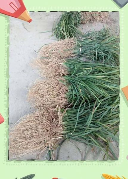 麦冬种植前景怎么样_麦冬市场未来五年价格走势