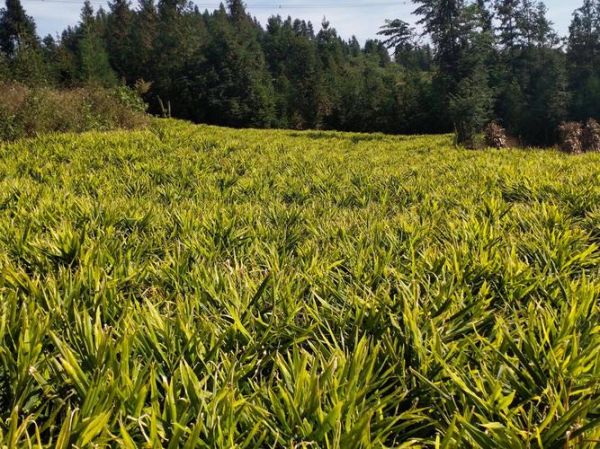 黄姜种植前景怎么样_黄姜种植利润高吗