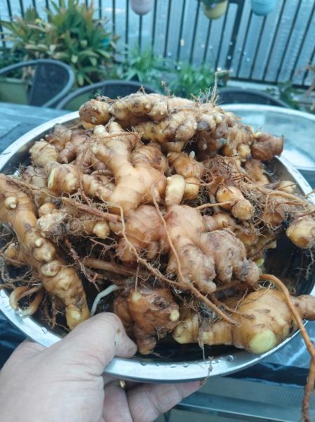 黄姜种植前景怎么样_黄姜种植利润高吗