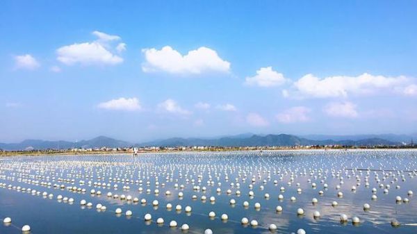 珍珠未来市场如何_淡水珍珠养殖前景
